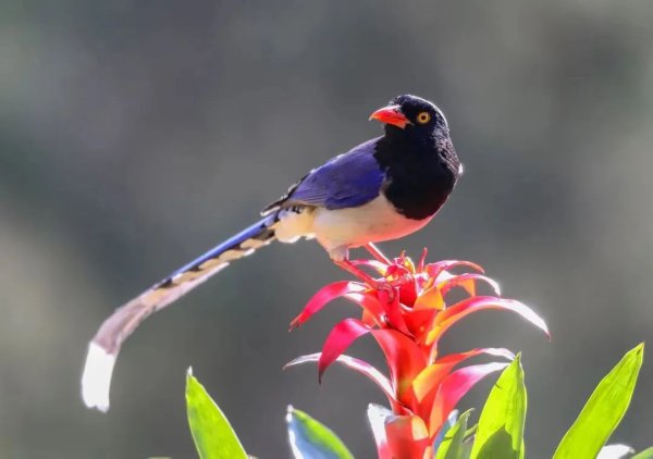 诚金资产 石景山“森林贵族”！红嘴蓝鹊优雅舞动山林画卷